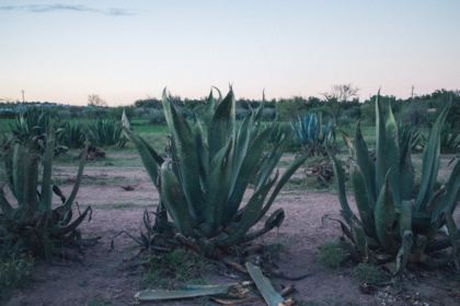 agave plants